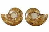 Cut & Polished, Crystal-Filled Ammonite Fossil - Madagascar #292797-1